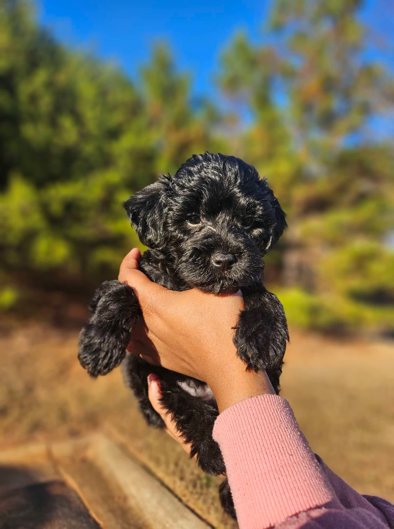 (Jax) Yorkiepoo SOLD