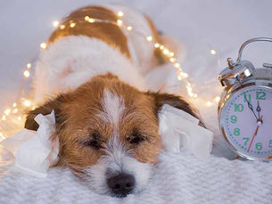 Entspannte Haustiere an Silvester. So geht's.