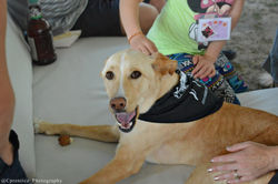 Harley - Dog Tales Alumni
