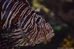 Lion Fish