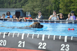 Aqua Dogs Dock Diving