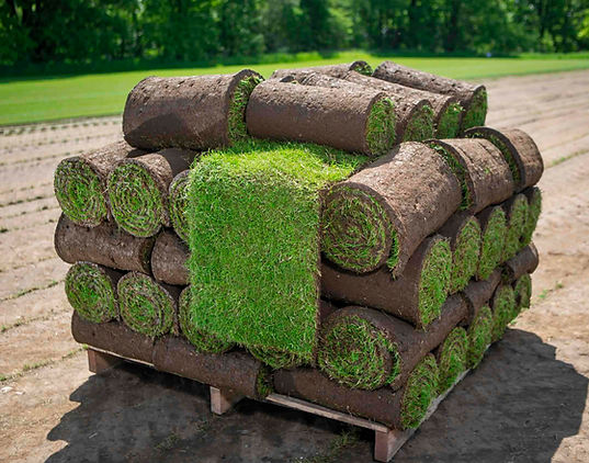 roll_grass01.jpeg