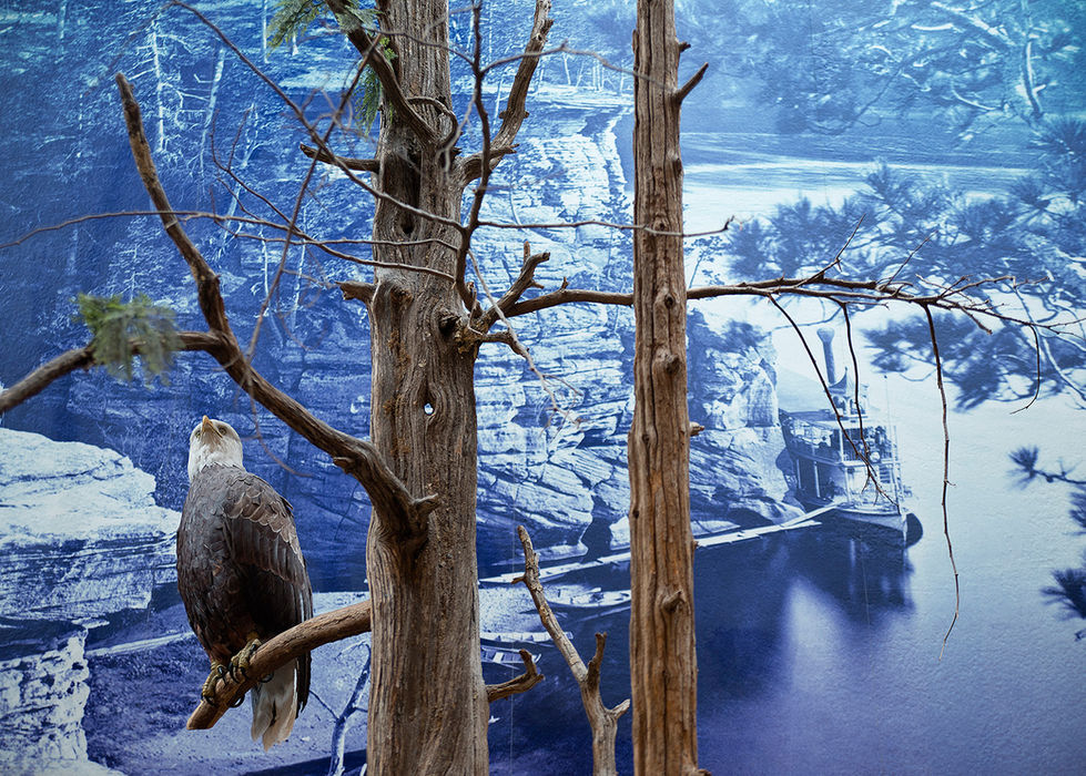 Taxidermy Eagle with H.H. Bennett photo, 2018