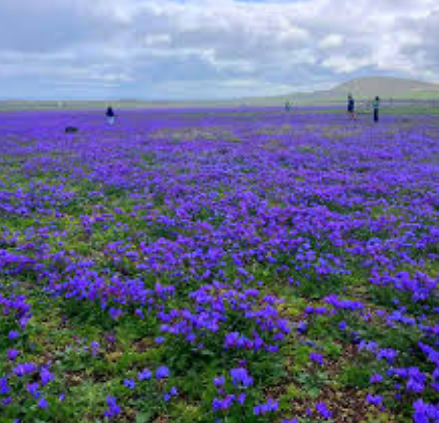 Volcanic earth with purple flowers