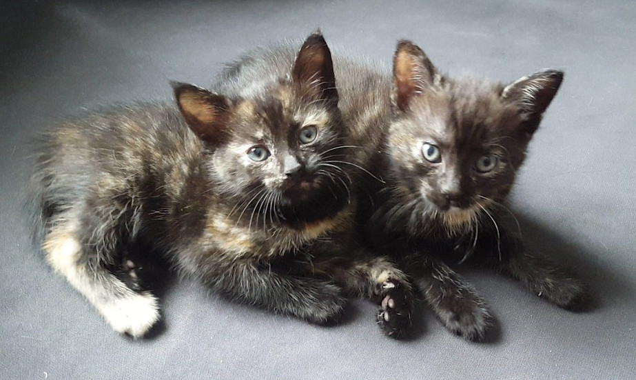 chatons