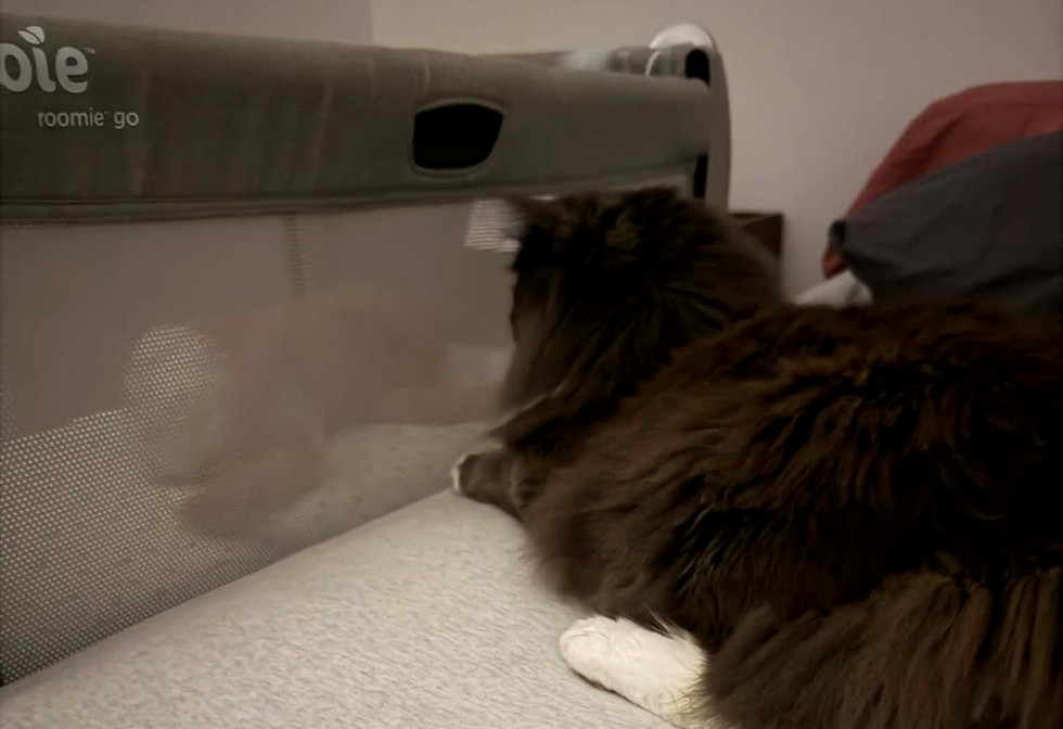 chat surveillant le bébé