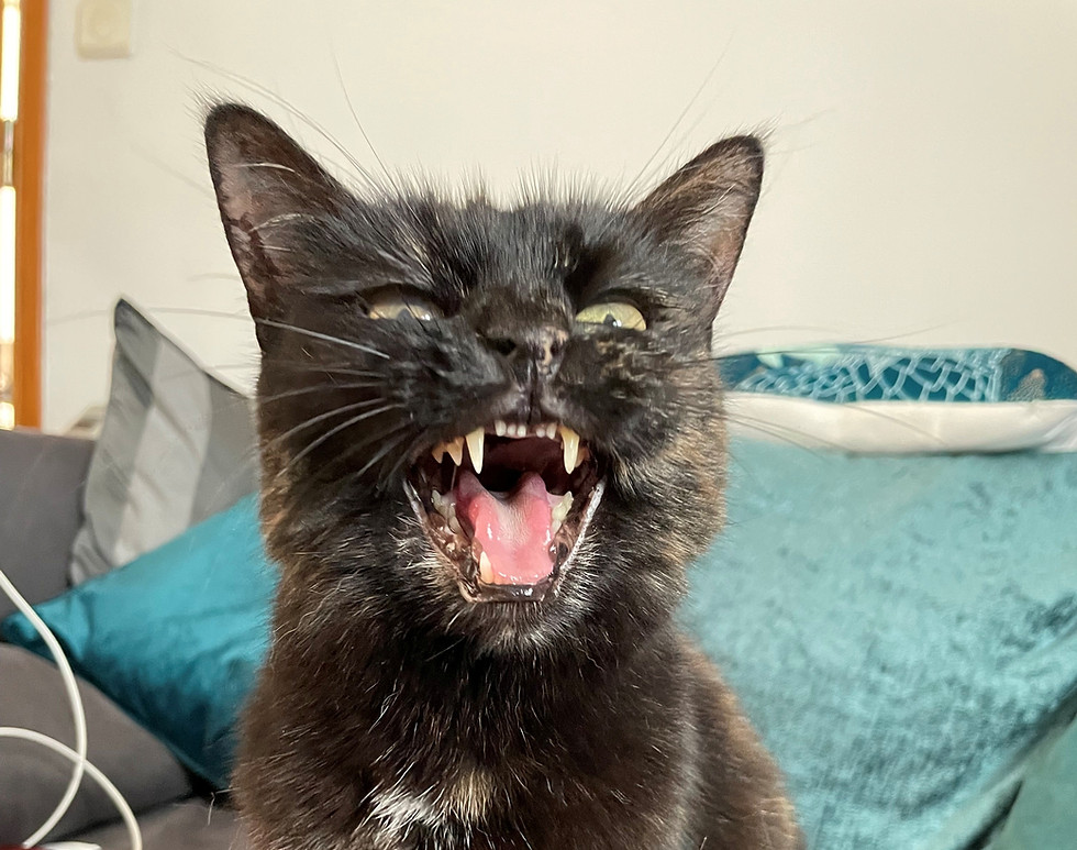 chat qui miaule