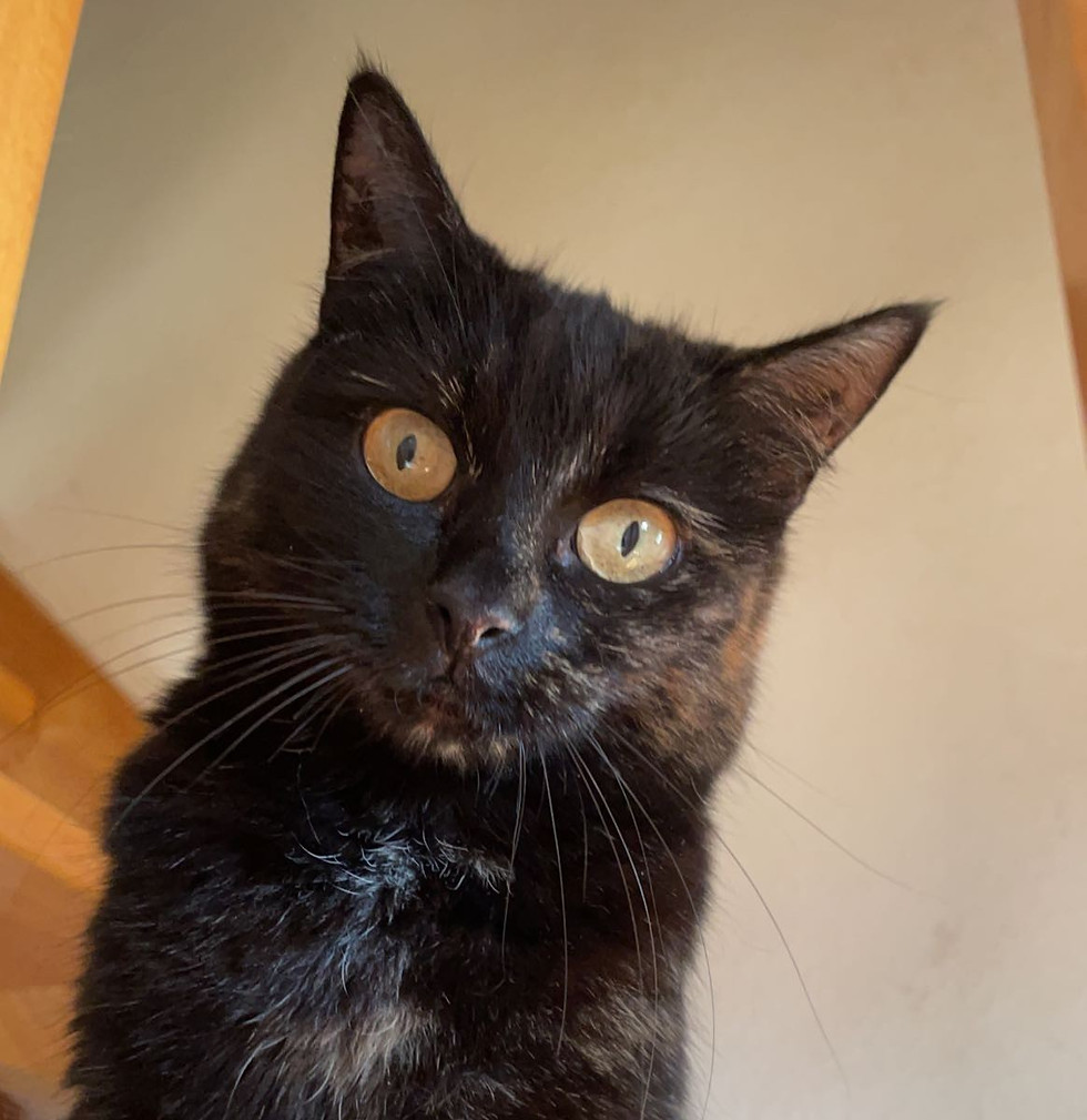 chat