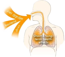 IAQ - Lungs - Filtration.png