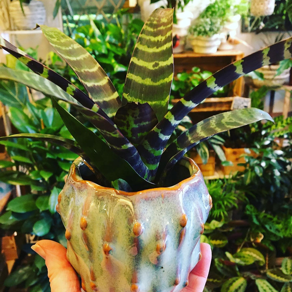 Bromeliad