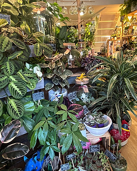 Interior Plant Shop.jpg