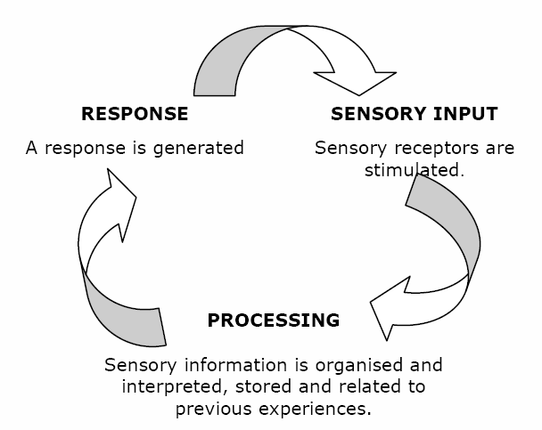 Sensory Processing