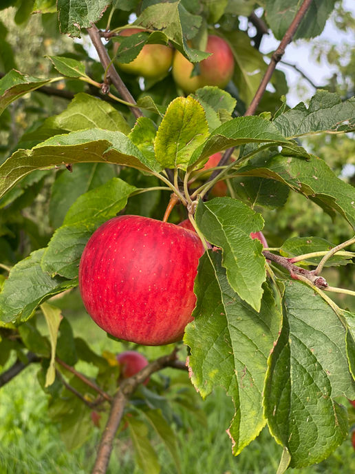 Roter Apfel an Baum