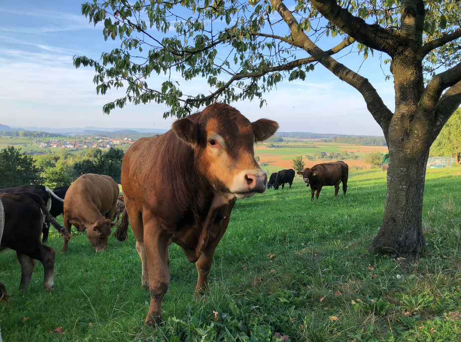 Kühe auf einer Wiese