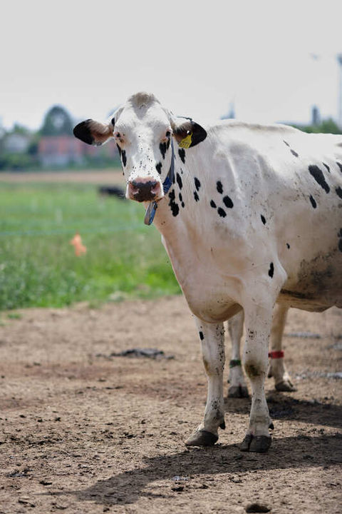 Kuh blickt in Kamera