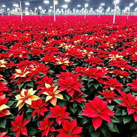lot of Poinsettias.jpg