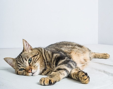 Tabby Cat Vet in Gainesville FL
