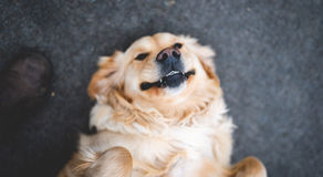 What is Periodontal Disease? The Truth About Your Dog's Dental Cleaning...