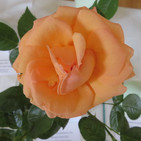 IMG_6496.jpeg