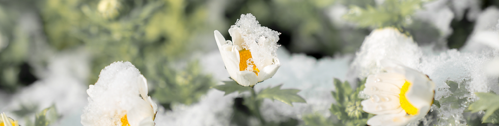 White and yellow FlowerS