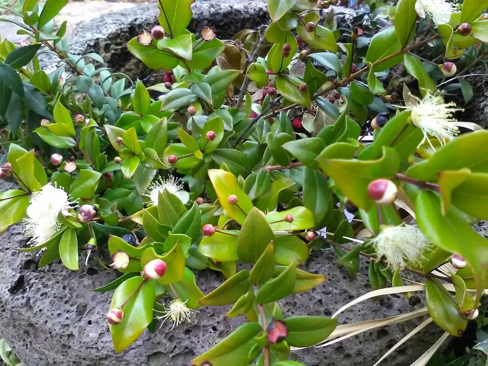 Il Mirto La Pianta Degli Dei Greci