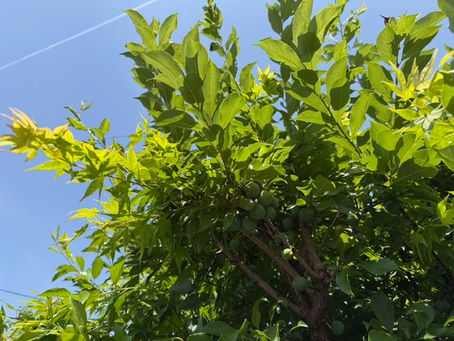 新緑が鮮やか🌳そよ風が気持ちいい🤗