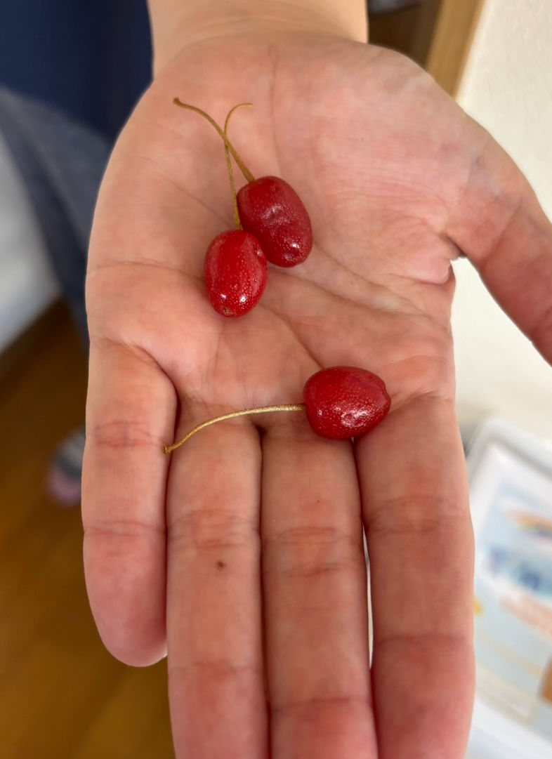 グミの実🍒