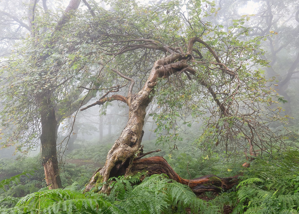 Running Tree Brusselton Wood 7x5_.jpg