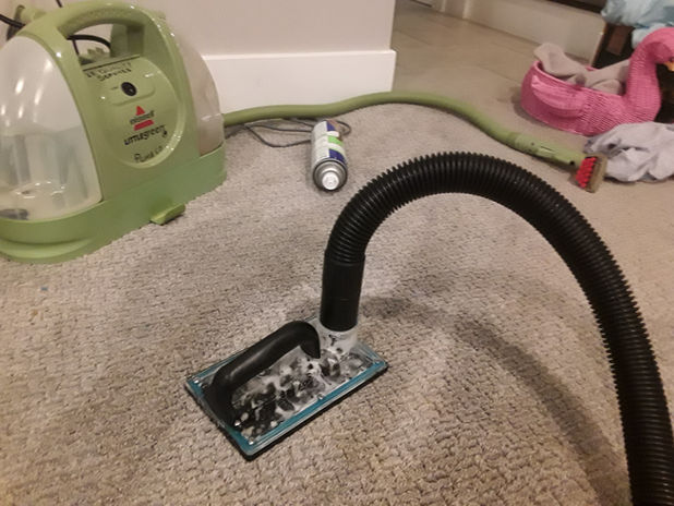 carpet stain and odor removal