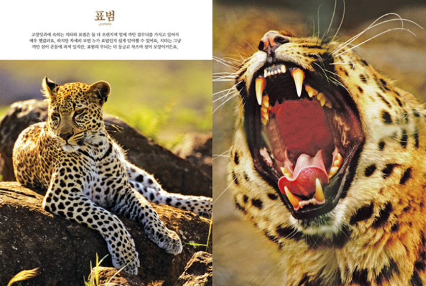 Thumbnail: 진짜진짜 재밌는 그림책 - 육식동물