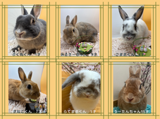 うさドックアルバム2026③