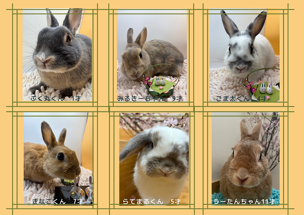 うさドックアルバム2026③