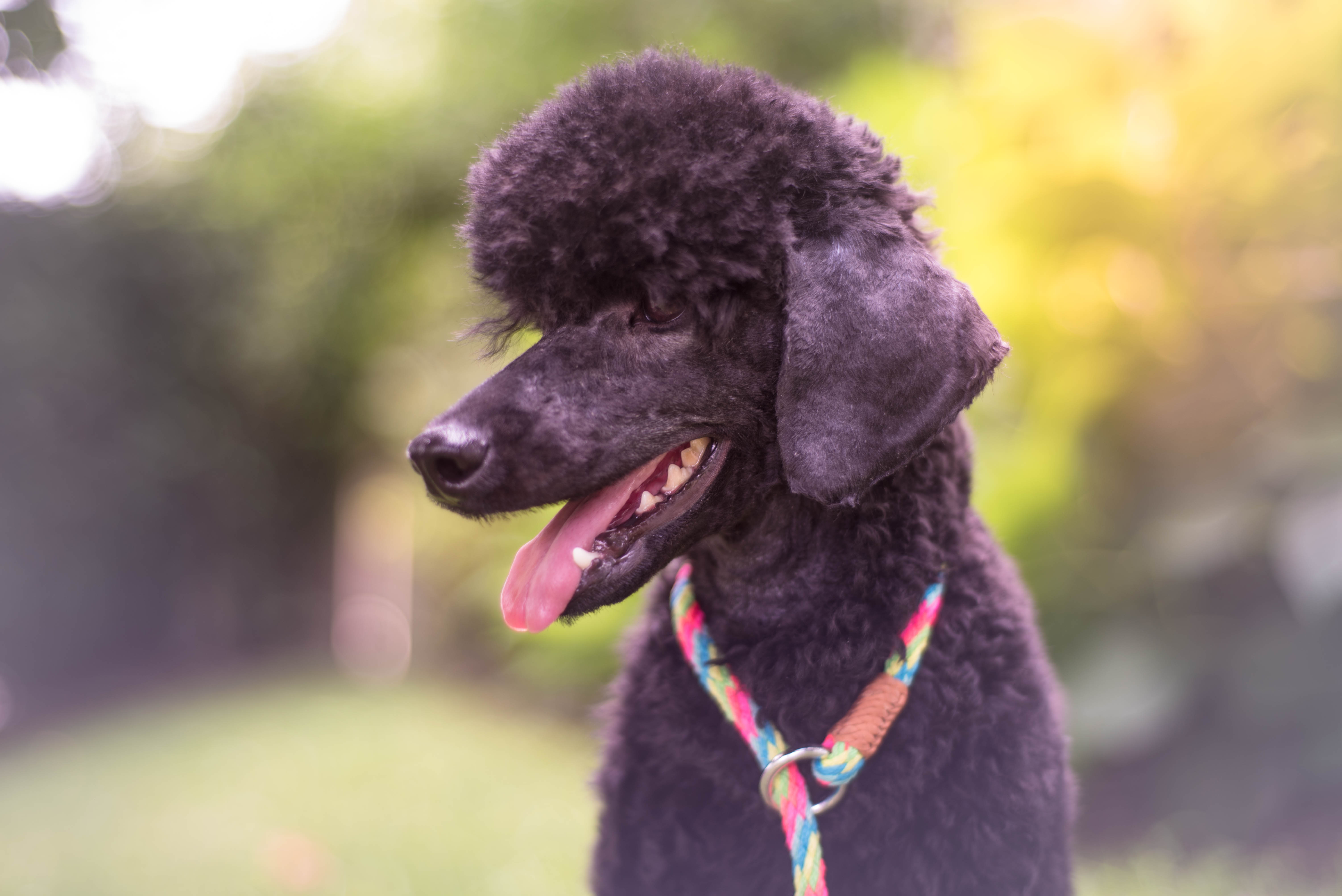 Eriand Poodles Miniature and Standard Poodle Puppies