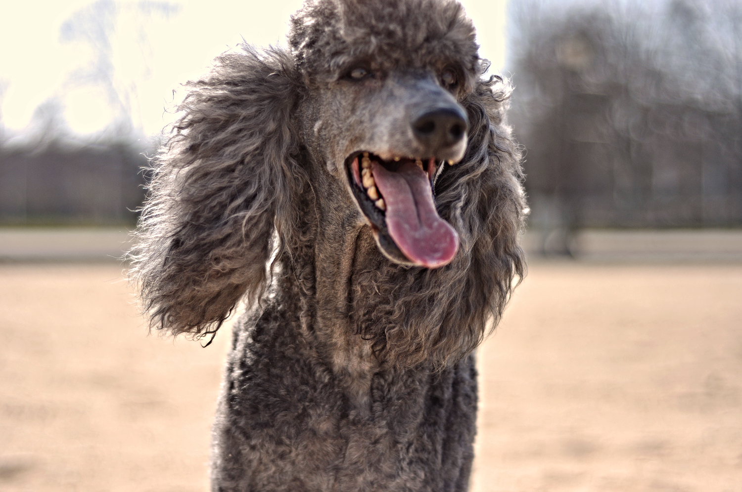 Eriand Poodles Miniature and Standard Poodle Puppies