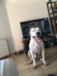 kedi sahiplendirme ilanları