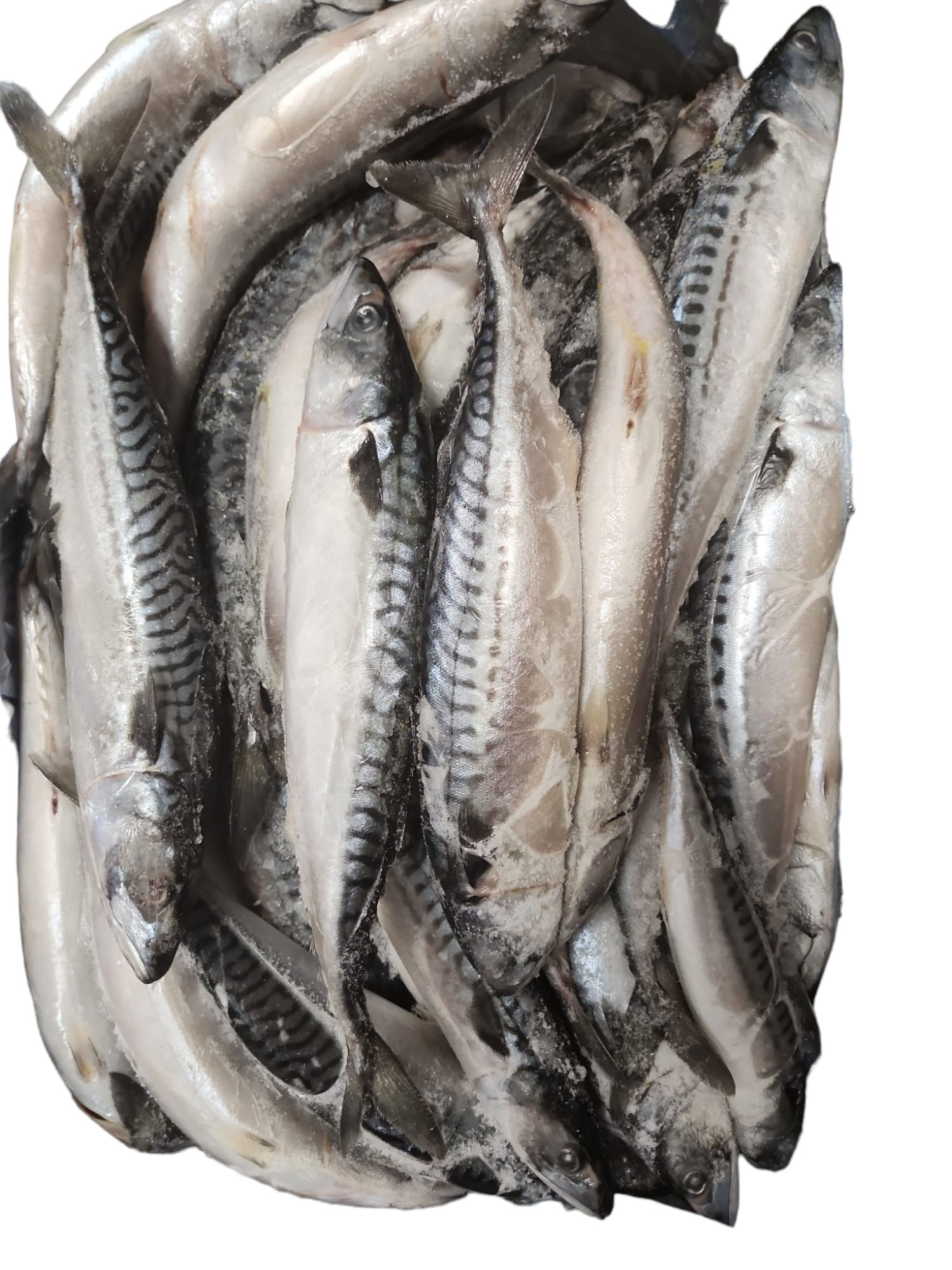 Fresh mackerel titus (10 pieces in pack)