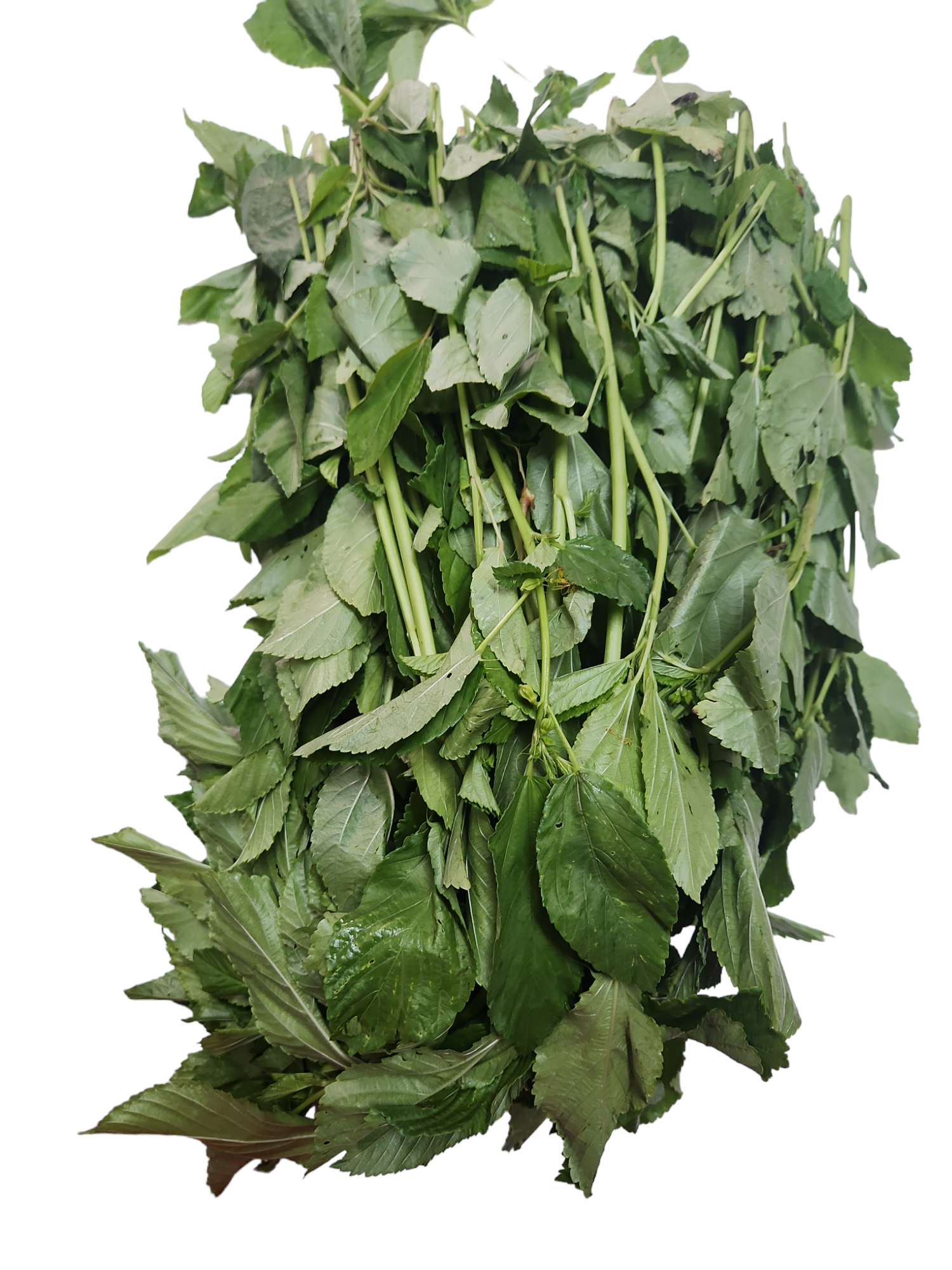 Fresh ewedu (pack) jute leave.