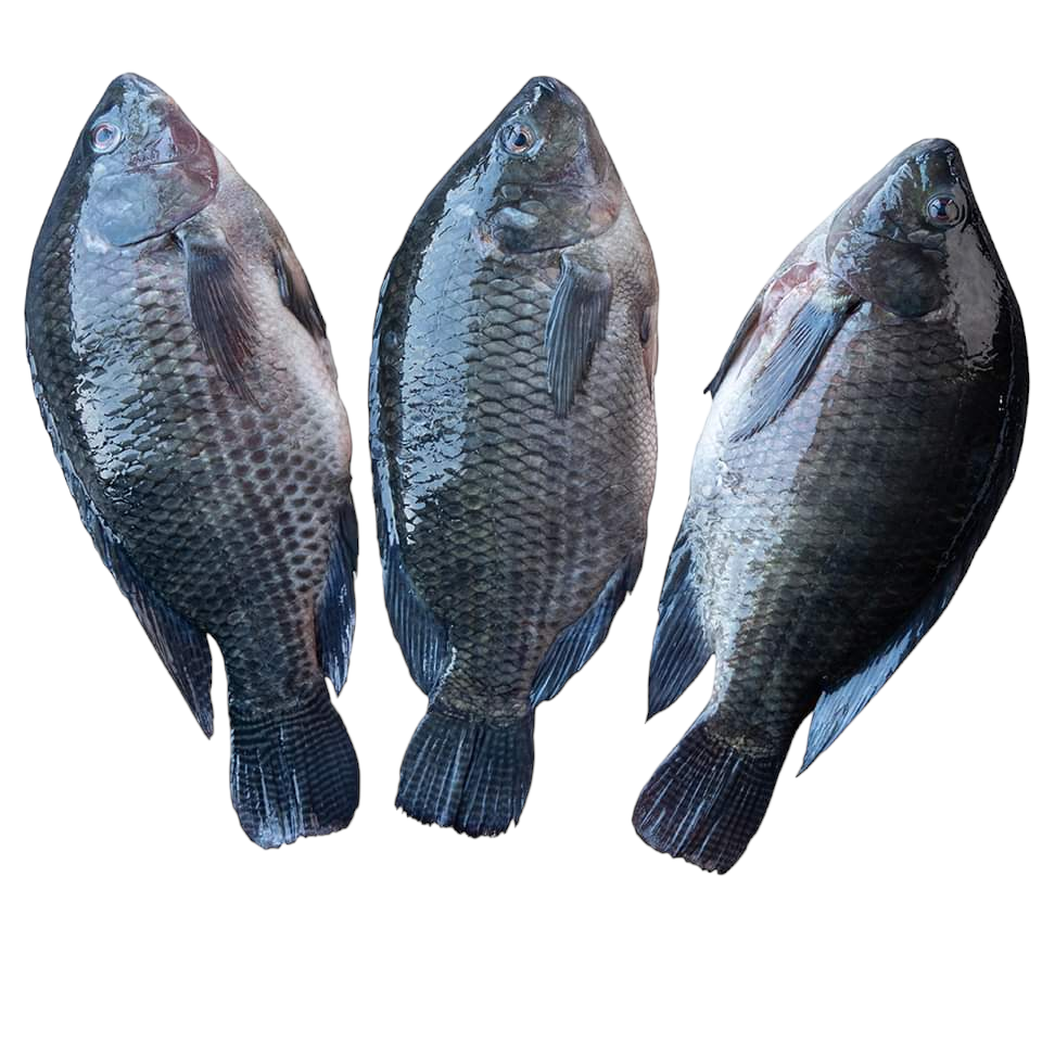 Thumbnail: Tilapia fish box fresh 
