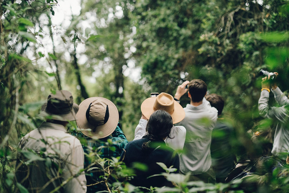 Chimpanzee and wildlife safari