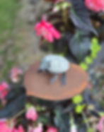 Thumbnail: FROGS