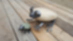 Thumbnail: FROGS