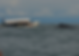Tour ballenas