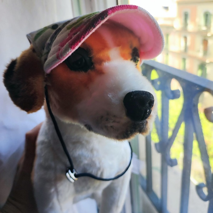 Miniatura: Gorra para perros