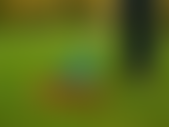 Préparer son terrain avant l’hiver : soins essentiels pour une pelouse résistante.