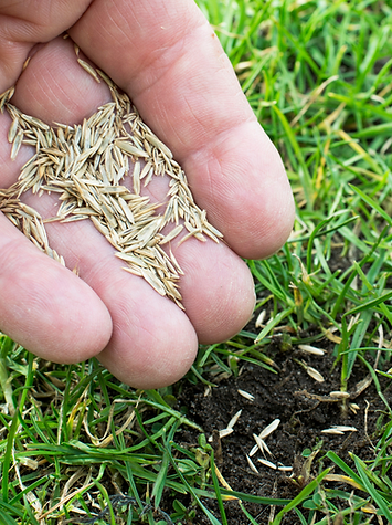 Création sans titre (39).png
