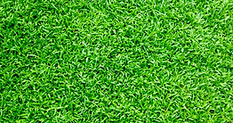 Image avec gazon vert