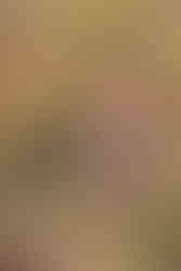 Portraits individuels des différentes morphologies