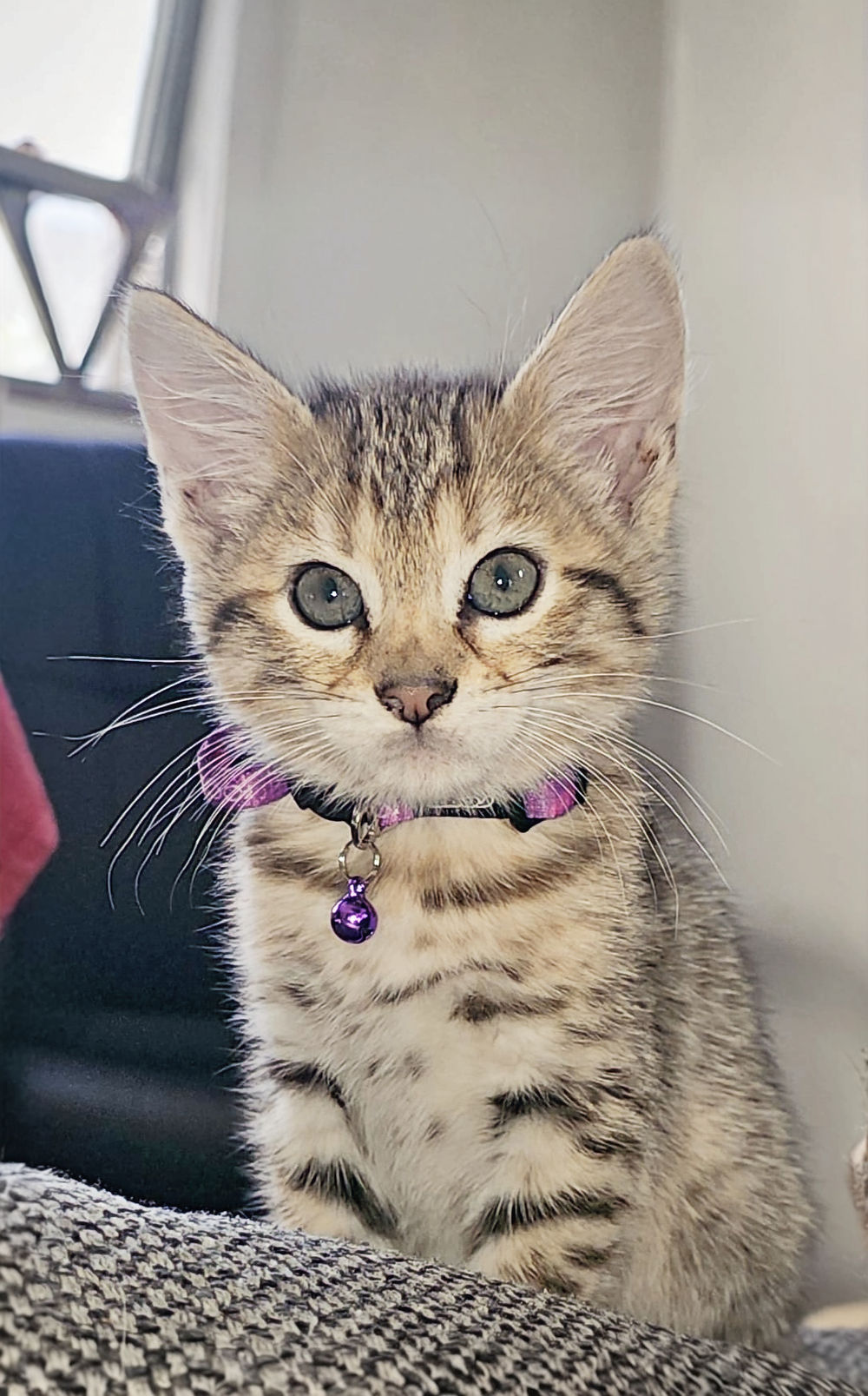 Willow posing nicely for the camera