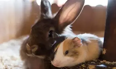 Bob and Chad keeping each other company after their nails and teeth trimms