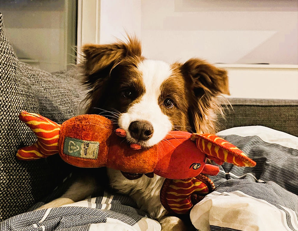 Leila proudly showing off her 'Beebee' favourite toy
